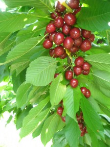 Cherry varieties