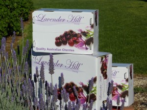 lavender hill cherries
